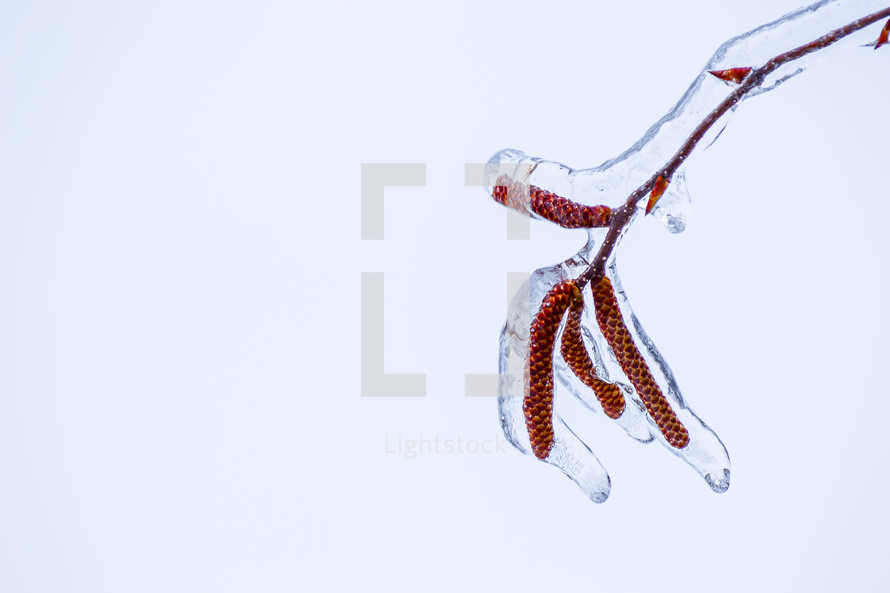 icy branch 