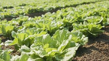 Lettuce plants in a large agricultural field, tracking shot