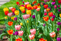 flower garden with tulips 
