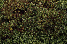 green leaves on boxwood bushes 