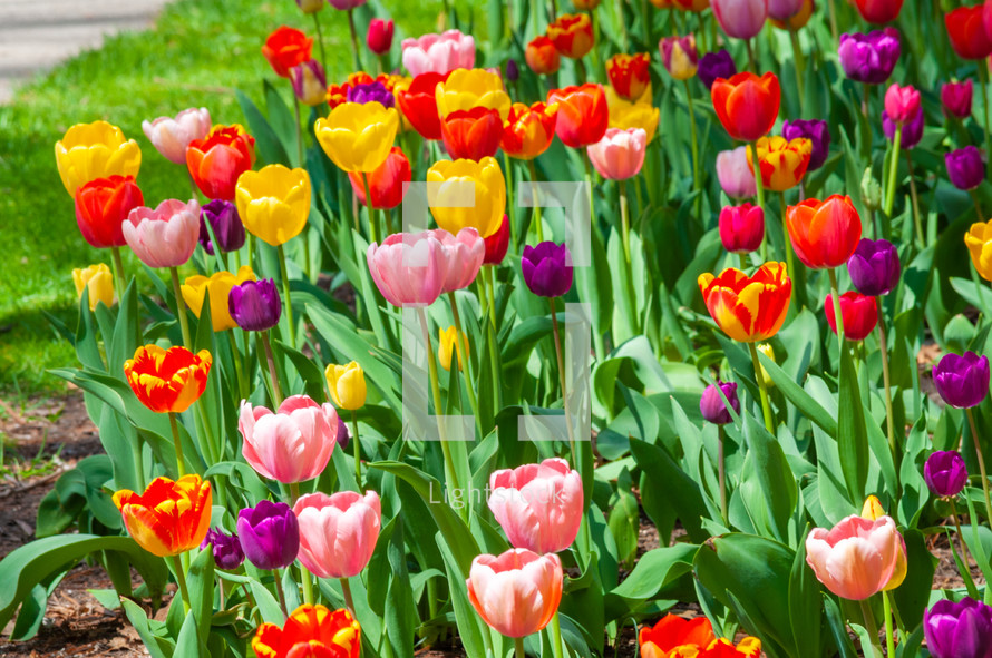 flower garden with tulips 
