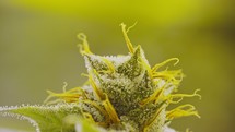 Macro shot of a Cannabis flower in a growing facility