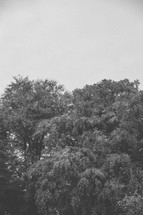 Trees - Black and White