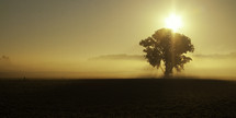 rays of sunlight glowing over a lone tree in a field at sunrise 