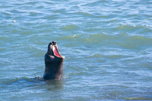 barking sea lion 