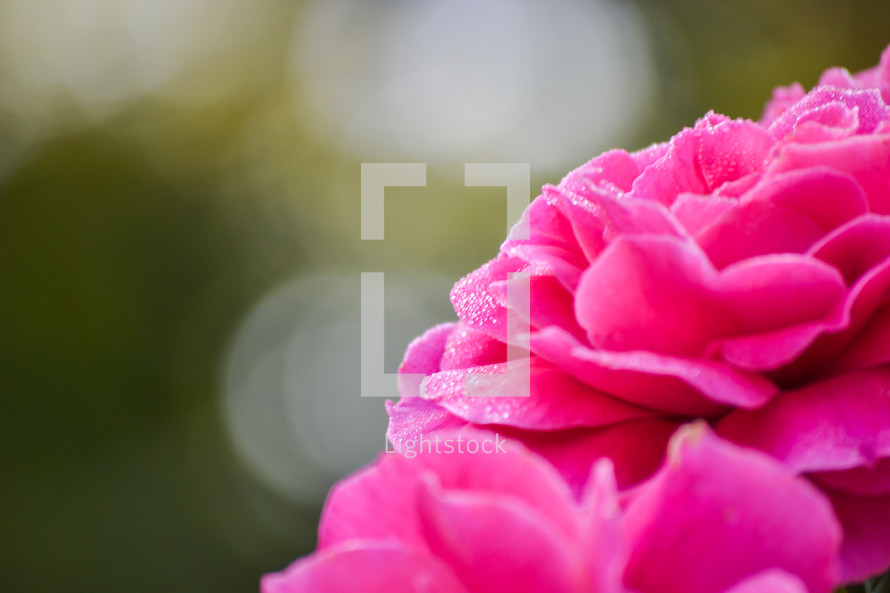 Closeup Rose Bloom
