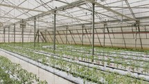 Young Tomato plants growing in a large scale greenhouse under controlled conditions