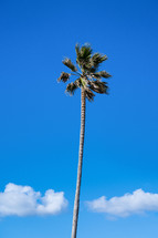tall palm tree 