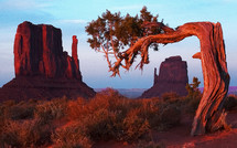 Bent pinyon tree with sandstone mitten formations.