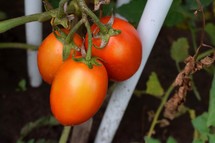 Red, ripe tomatoes on the vine