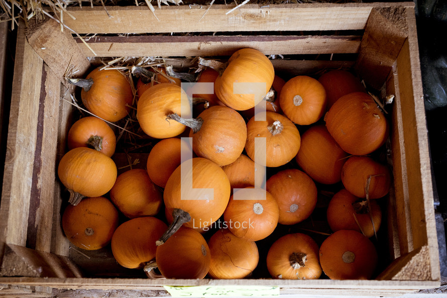 crate of mini pumpkins 