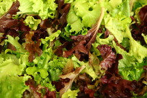 green and purple lettuce 