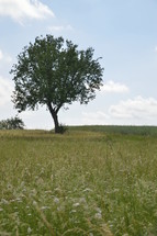 a single tree in a field of wildflowers 