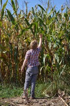 a boy reaching to the top of tall corn in a field 