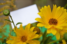 yellow Helianthus maximiliani and a blank piece of white paper 