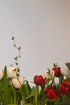 Row of red and white tulips in front of a white background. 
