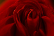 close up of a dark red rose.
