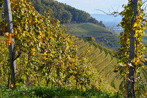 vineyard in the bright colors of autumn. 