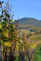 vineyard in the bright colors of autumn. 
