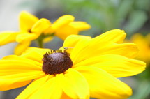 black eyed Susan yellow flower