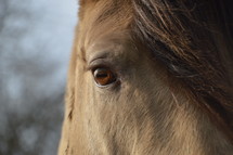 horse eye 
