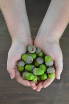 cupped hands with green acorns 