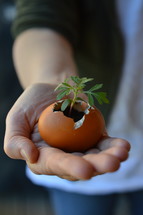 hand of a woman holding a new little plant growing out of a broken eggshell