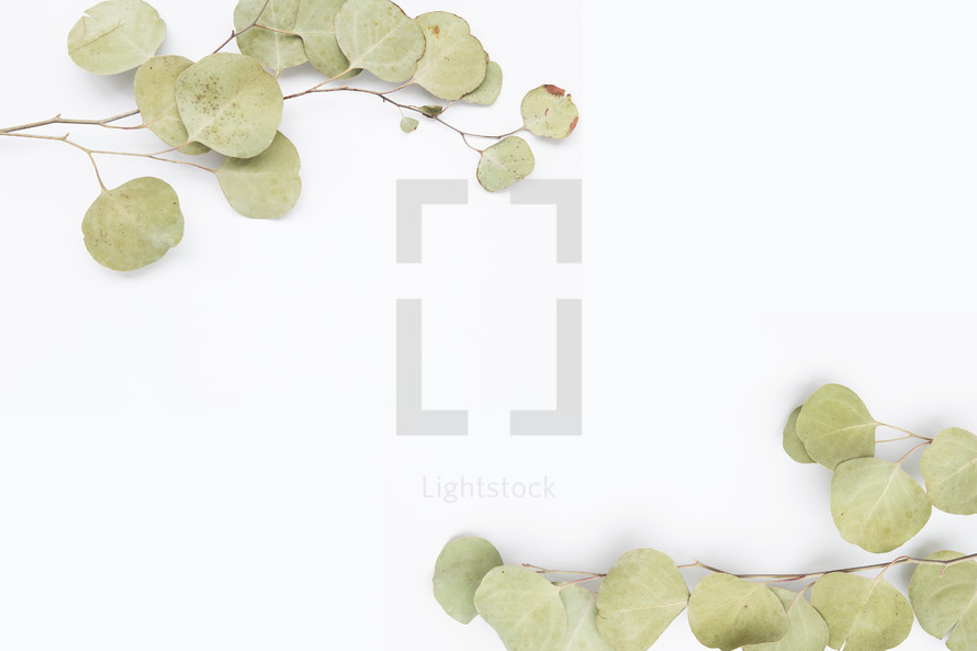 dried leaves on white background 