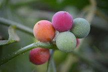 colorful berries of wild vine (five finger- Parthenocissus quinquefolia)