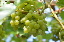 vines with fruits. 
vines, vineyard, vine, tendril, leaf, leaves, tendril of vine, vine stock, branch, branches, hold, hold on, clutch, hang on, stay, remain, dwell, continue, keep, grow, growth, growing, fruit, fructiferous, fruit setting, bear, yield, grapes, grape, acreage, vineyard cultivation, cultivation, harvest, harvesting, rich, vintner, winegrower, wine grower, nature, natural, plant, plants, outdoor, fruits, ripe, mellow, mellowly, autumn, fall, crop, green, summer, outdoors, creation, sweet