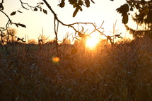 late evening sun shining over a cornfield in autumn
