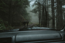 a parked car an people walking on a forest trail 