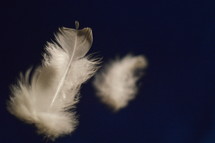 Flying white feathers in front of a deep blue background. 
