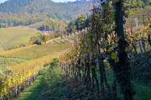 vineyard in the bright colors of autumn. 
vines, vineyard, vine, tendril, leaf, leaves, tendril of vine, vine stock, branch, branches, hold, hold on, clutch, hang on, stay, remain, dwell, continue, keep, grow, growth, growing, fruit, fructiferous, fruit setting, bear, yield, grapes, grape, acreage, vineyard cultivation, cultivation, harvest, harvesting, rich, vintner, winegrower, wine grower, nature, crop,  natural, plant, plants, outdoor, fruits, ripe, mellow, mellowly, autumn, fall,  kingdom of heaven, landowner, kingdom, parable, workers, Matthew 20, hire, hired, last, first, generous, color, colors, colorfully, colorful, change, changing, red, green, season, seasons