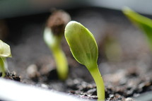 A new beginning: New seed starts to grow. 
