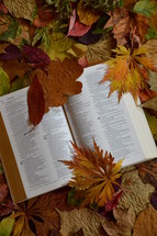 bible open at Isaiah 64 between colorful autumn leaves. 