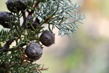 juniper berries on a bush 