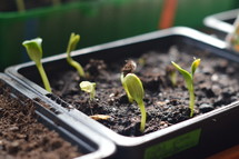 A new beginning: New seed starts to grow. 
new, seed, plant, grow, growing, sprout, sprouting, germinate, germinating, germling, germ, germ bud, vegetation, hotbed, start, starting, begin, beginning, spring, sow, sowing, planting, New Year, new beginning, fresh, garden, gardening, farm, farming, nature, natural, earth, ground, seeds, young plant, young, growth, creation, season