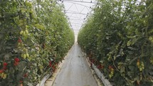 Tomato plants growing in a large scale greenhouse under controlled conditions
