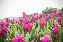 fuchsia tulips 