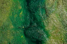 algae on shore 