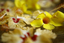 hibiscus flowers