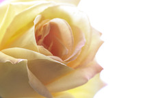 Close up of yellow rose.