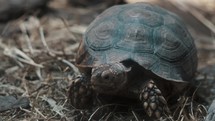 Crawling Sulcata tortoise (Centrochelys sulcata) origin from Sahara Desert in Africa - close up