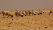 sheep grazing in drought stricken land