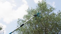 Pneumatic olive harvester shakes branches with olives