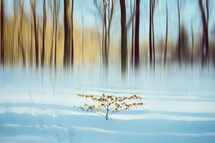 winter forest and snow 