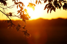 Golden bright sun light shining through leaves at sunrise or sunset in nature landscape