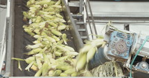 Workers in a Corn processing factory