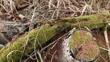 Close up of old wood covered with moss. The cycle of nature. Slow motion 4K